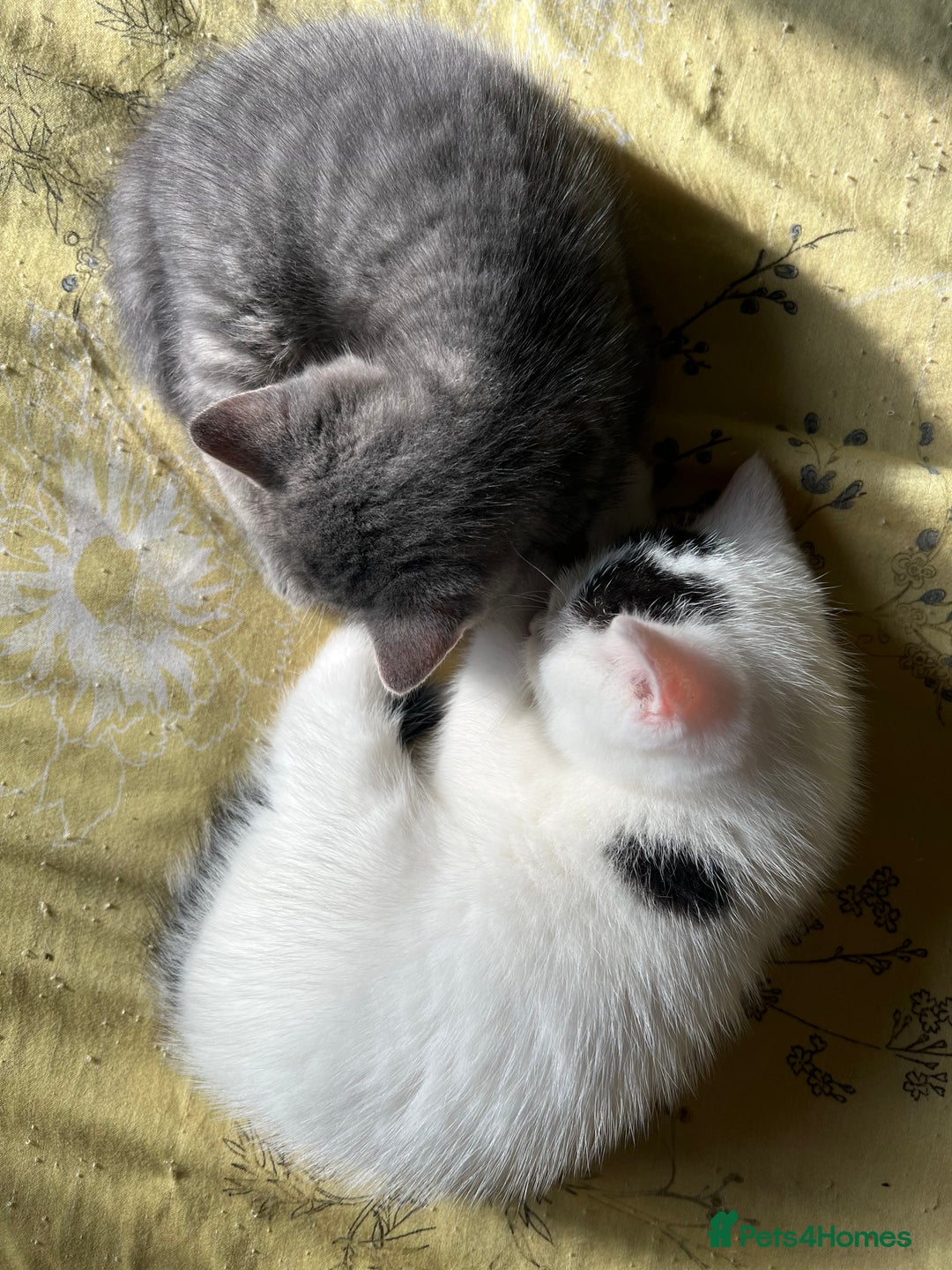 Mixed Breed cats for sale: Beautiful kittens from family home available now - Advert 4