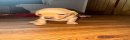 Labrador Retriever dogs for sale: Fox Red Labrador - Advert 28