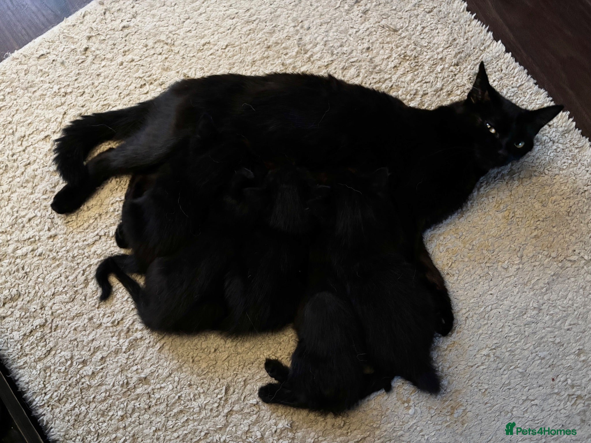 Mixed Breed cats 🖤💫beautiful black kittens for sale  - Advert 1
