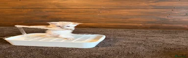 Blue/eyed Albino Bengal Girl, No2