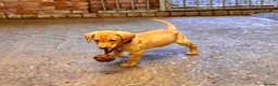 Labrador Retriever dogs for sale: Last 2! KC Reg Labradors. 2 beautiful boys left - Advert 20