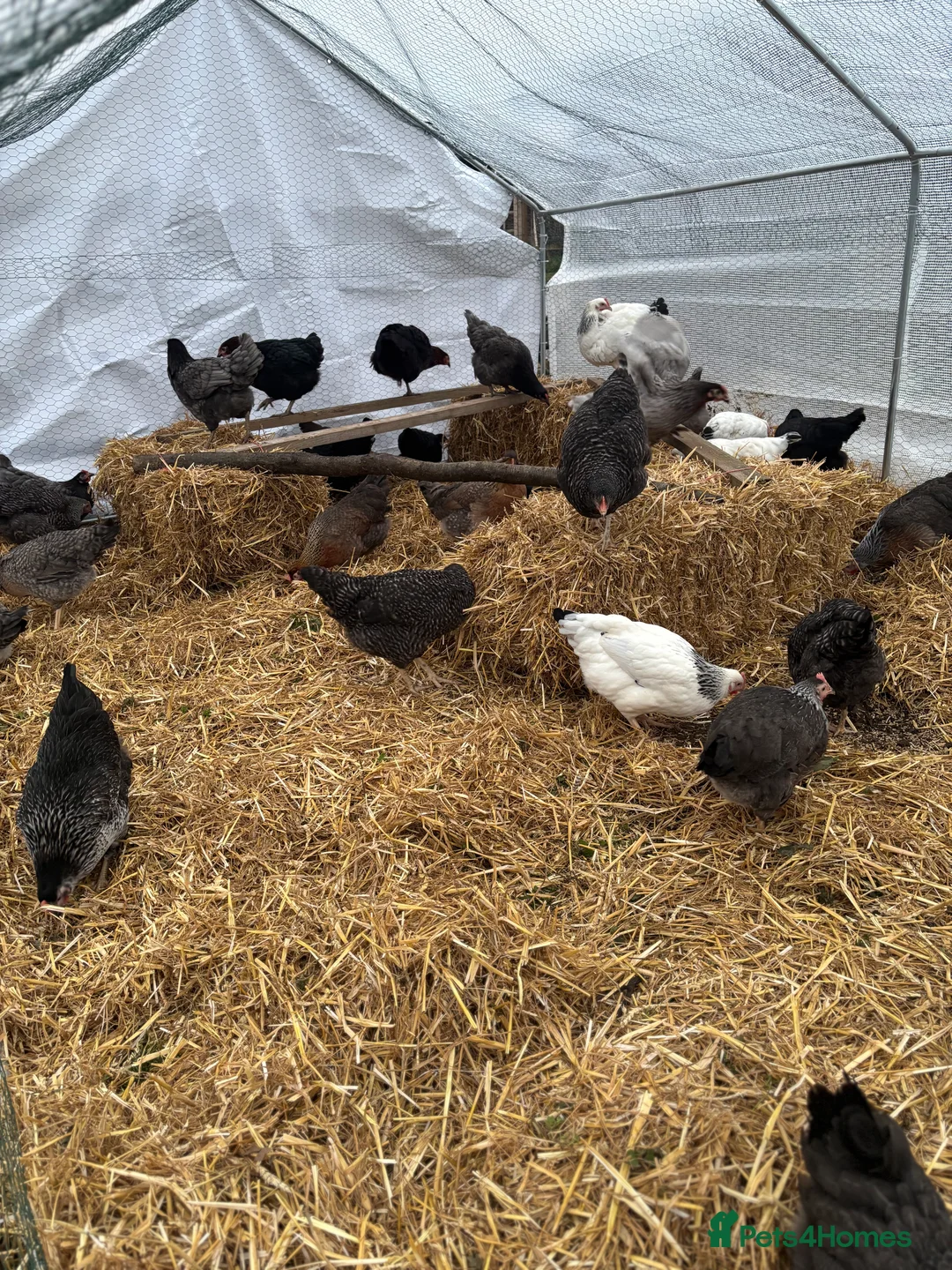 Chickens poultry for sale: Point of Lay Hens for Sale!  in Worcester - Advert 9