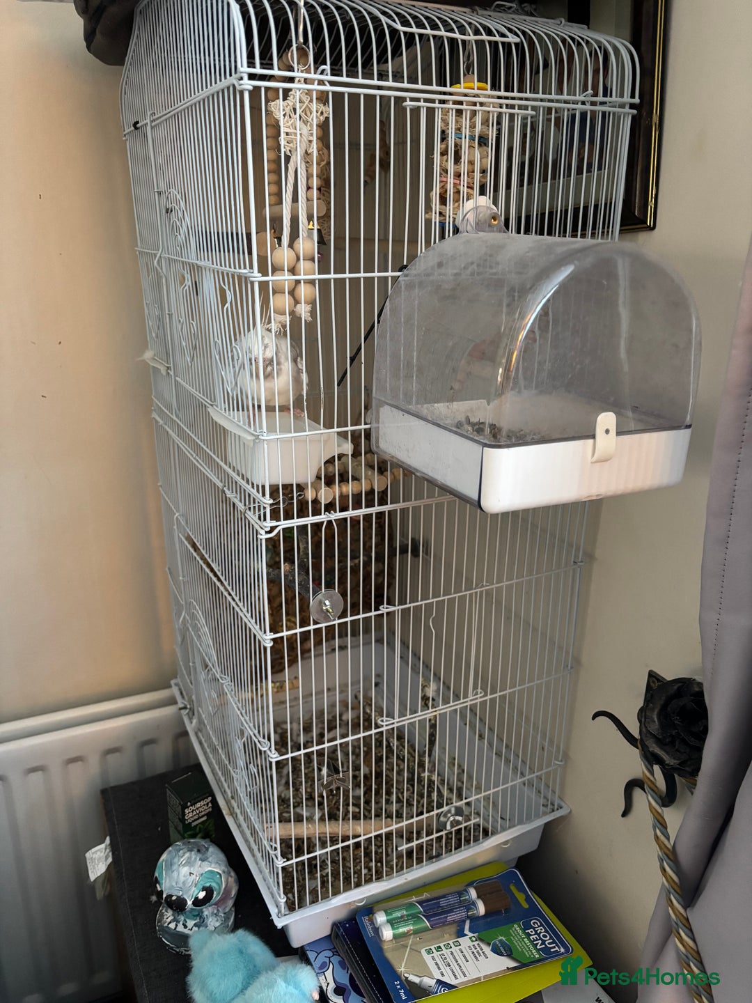 Cockatiels birds for sale: Hand tame - Image 2