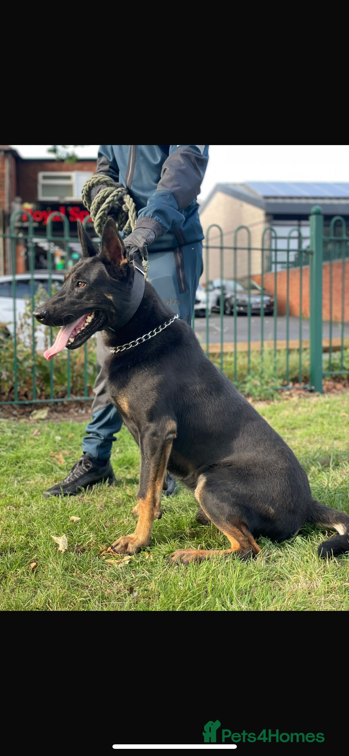 Belgian Shepherd Dog dogs Quality Bull herder puppies READY NOW!!! - Advert 5