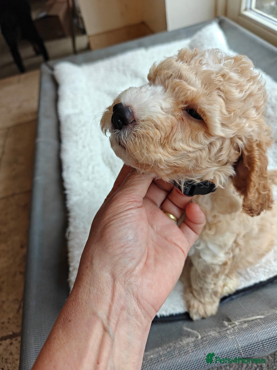 Cockapoo dogs for sale: Gorgous F1B Cockapoo Puppies ready 12th October  - Image 9