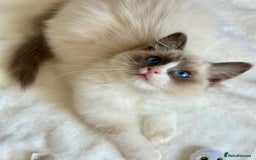 Ragdoll cats for sale: GCCF, They are ready for their new home. - Image 34