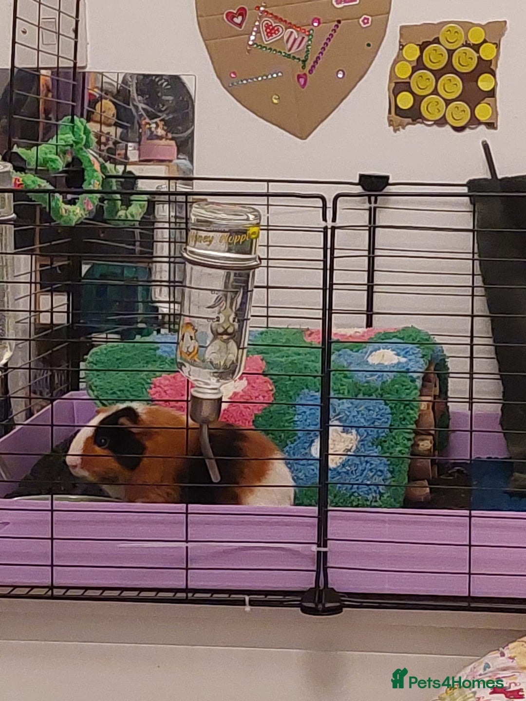 Guinea Pig rodents for sale: 4 Female guinea pigs for rehoming - Advert 4