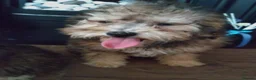 Poochon dogs for sale: Poochon puppies beautiful girls fully vaccinated  - Advert 6