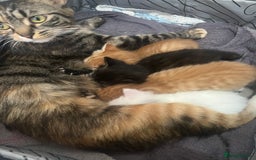 Mixed Breed cats for sale: Gorgeous kittens for sale - Image 1