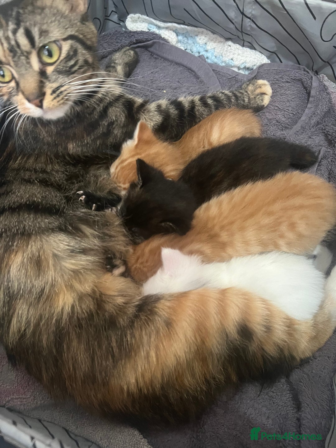 Mixed Breed cats for sale: Gorgeous kittens for sale - Image 1