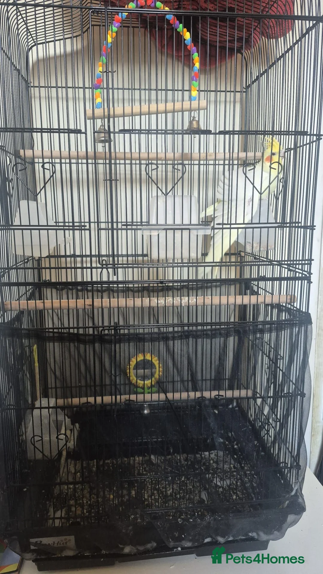 Cockatiels birds for sale: Beautiful yellow Cockateil in Southend-on-Sea - Advert 2