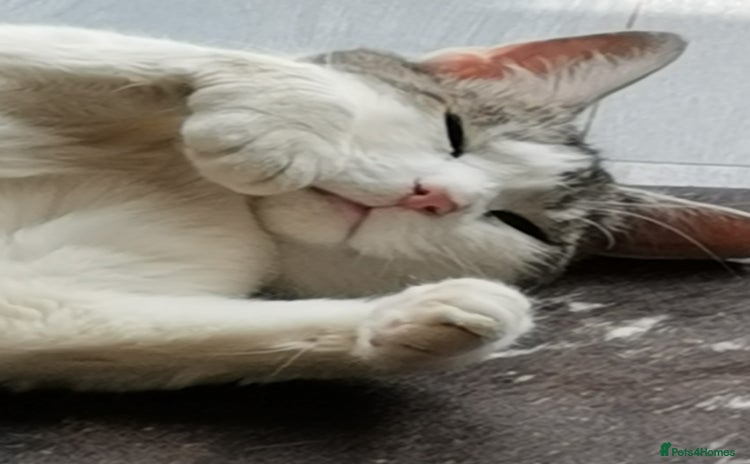 Domestic Shorthair cats - Advert 6