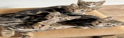 Savannah cats for sale: Stunning Savannah cross kittens, mum TICA reg - Advert 1