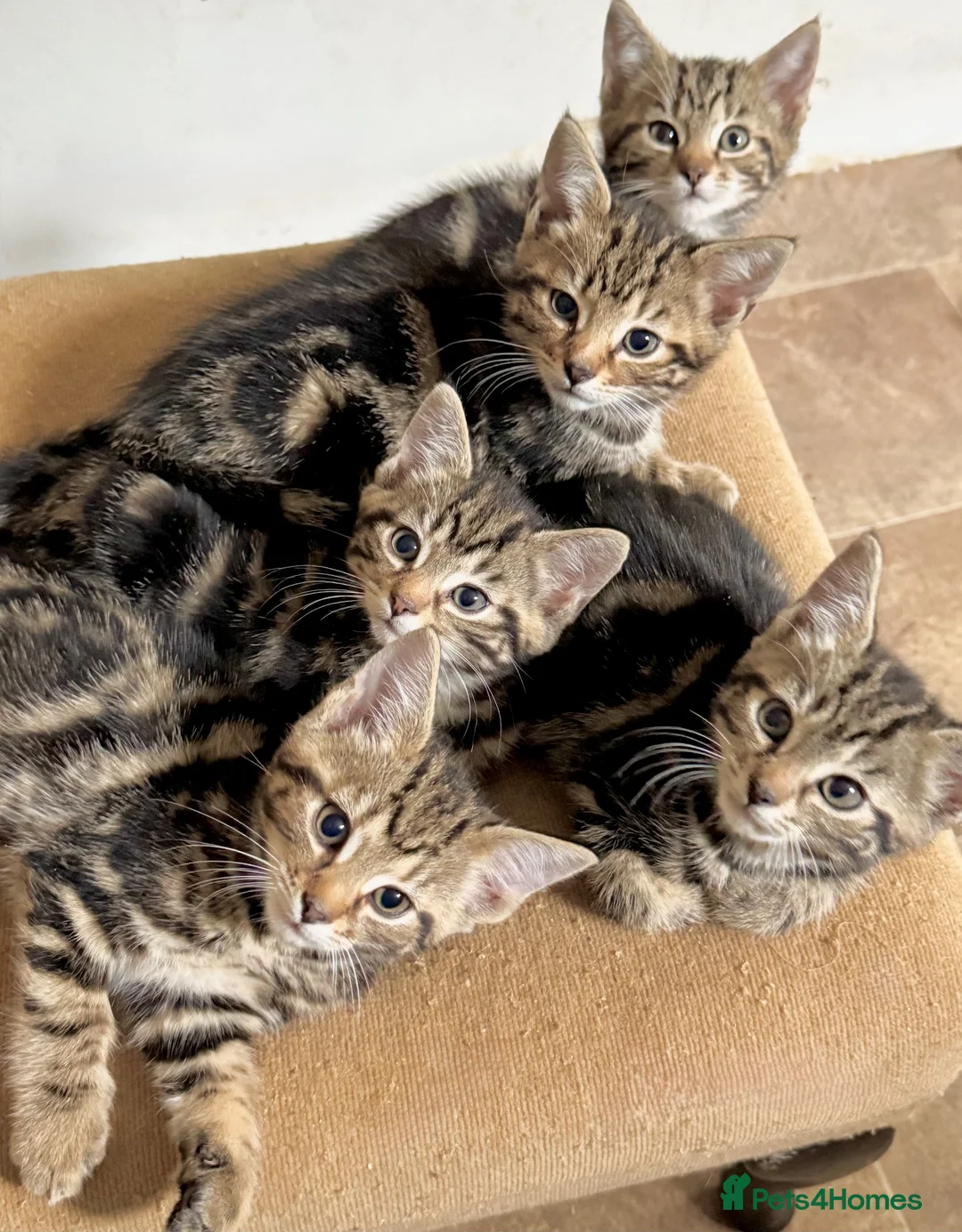 Savannah cats for sale: Stunning Savannah cross kittens, mum TICA reg - Advert 1
