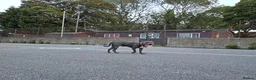 Staffordshire Bull Terrier dogs for sale: Rocco - Advert 2