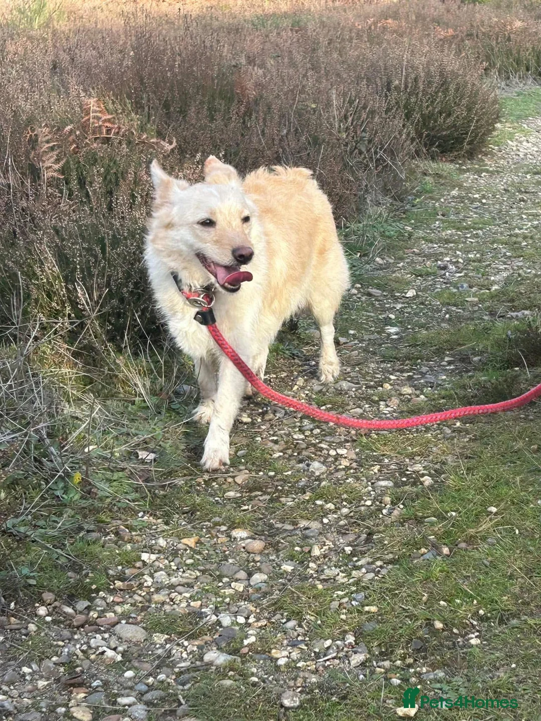 Mixed Breed dogs for adoption: Winnie - Norwich Norfolk  in Norwich - Advert 6
