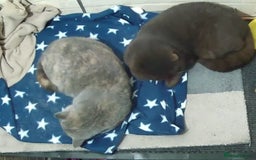 British Shorthair cats for stud:  GCCF registered STUD CHOCOLATE B blood group  in Beaconsfield - Image 11