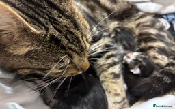 Mixed Breed cats for sale: READY NOW - Image 5