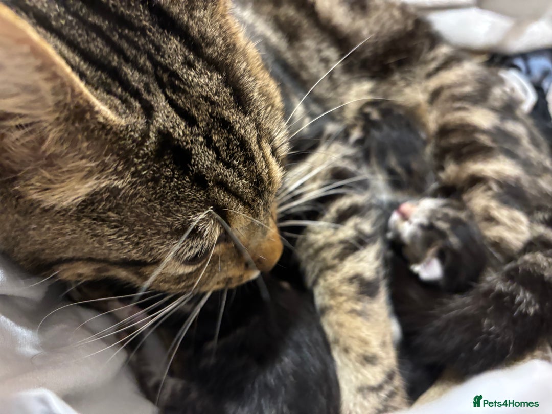 Mixed Breed cats for sale: READY NOW - Image 5