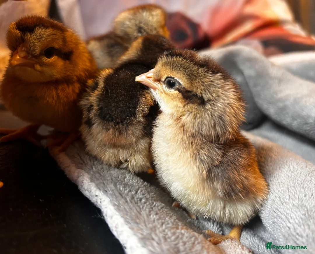 Chickens poultry for sale: Female cream legbar chicks  in Llanwrda - Advert 2