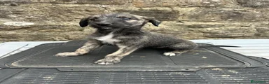 Lurcher 8