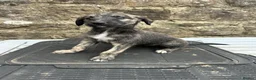 Lurcher dogs for sale: Bedlington whippet lurcher pups - Advert 18