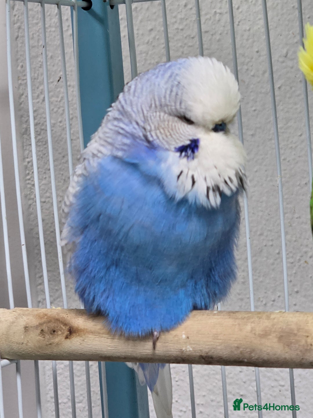 Budgerigars birds for sale: Exhibition Budgies - Advert 3