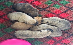 Cairn Terrier dogs for sale: Quality Cairn male pup available 8th August - Image 11