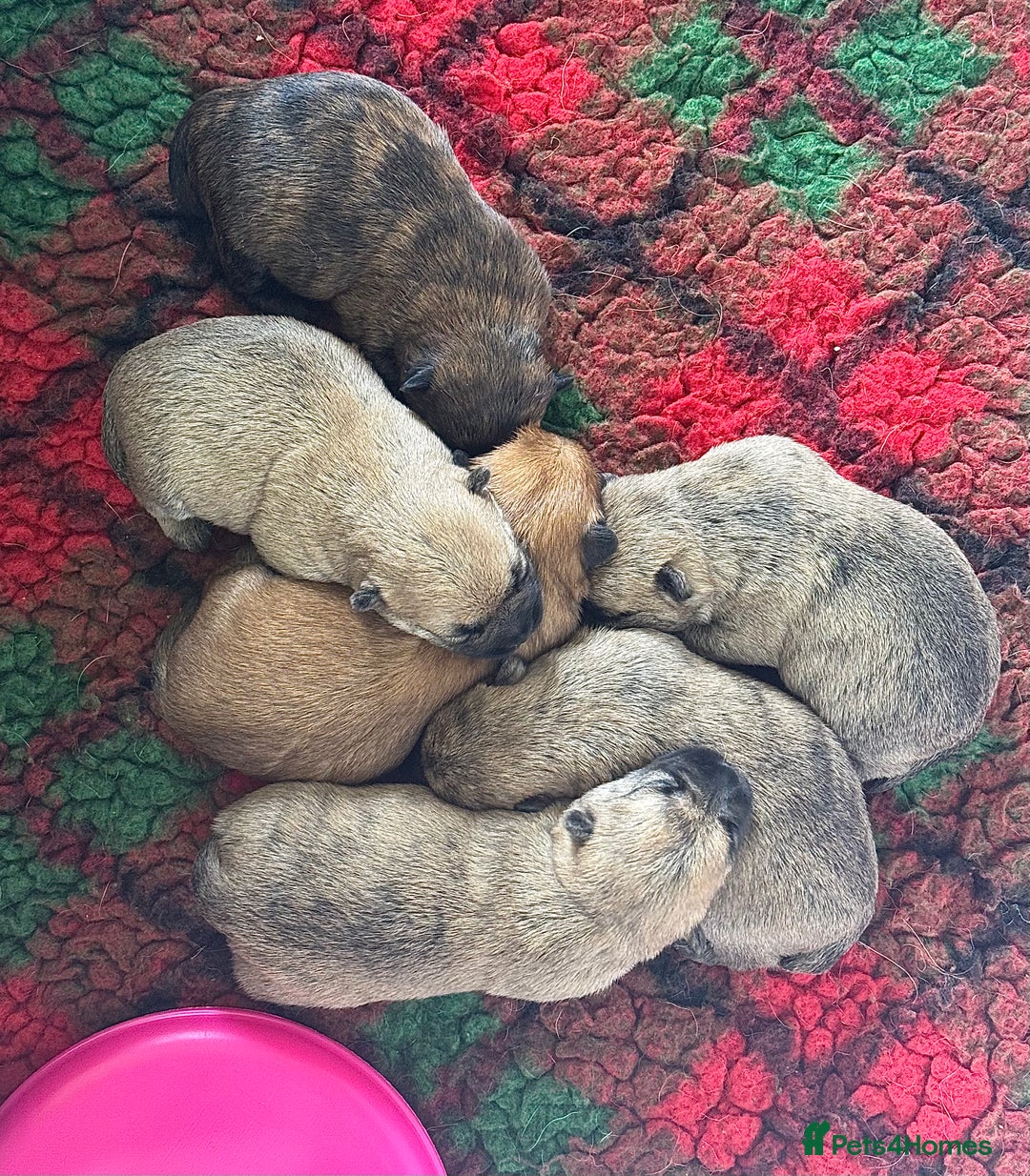 Cairn Terrier dogs for sale: Quality Cairn male pup available 8th August - Image 11