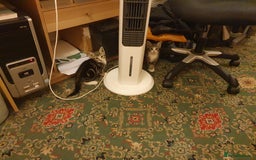 British Shorthair cats for sale: Tabby kittens  - Image 5