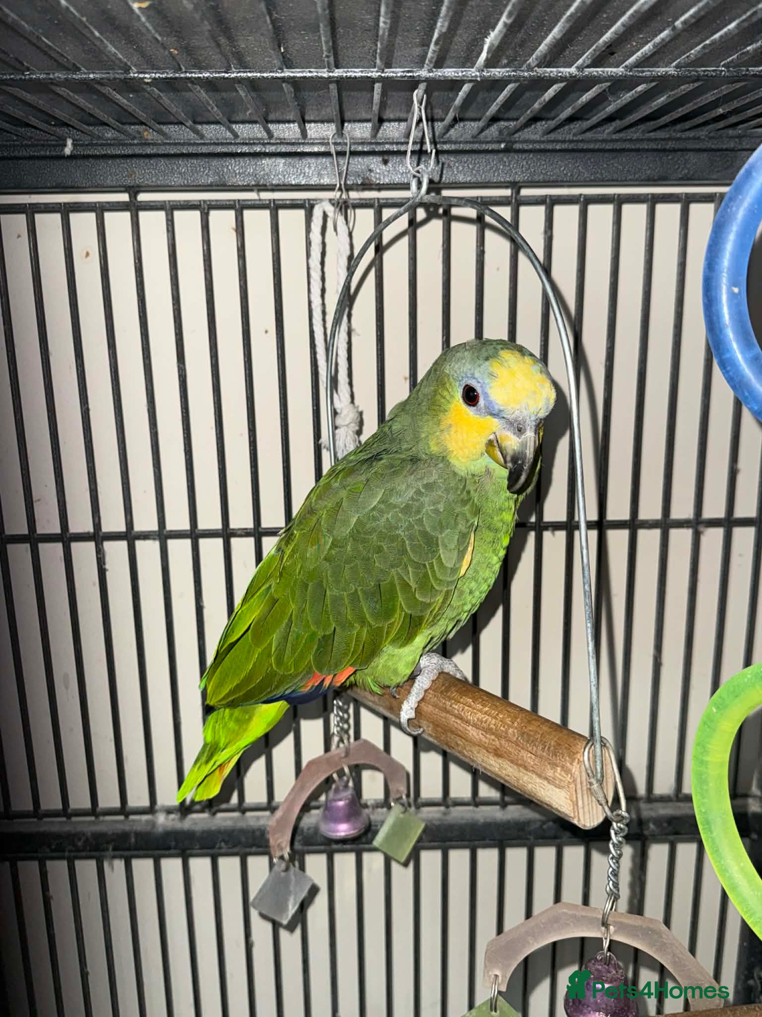 Parrots birds Amazon parrot for sale - Advert 1