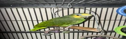 Parrots birds for sale: Amazon parrot for sale - Advert 1