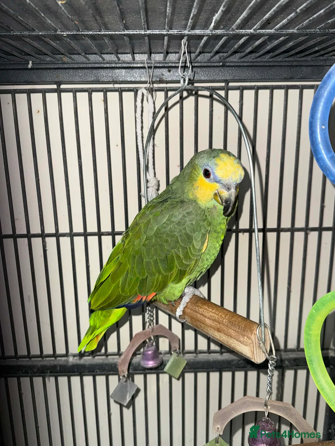 Parrots birds for sale: Amazon parrot for sale - Advert 1