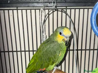 Parrots birds Amazon parrot for sale - Advert 1