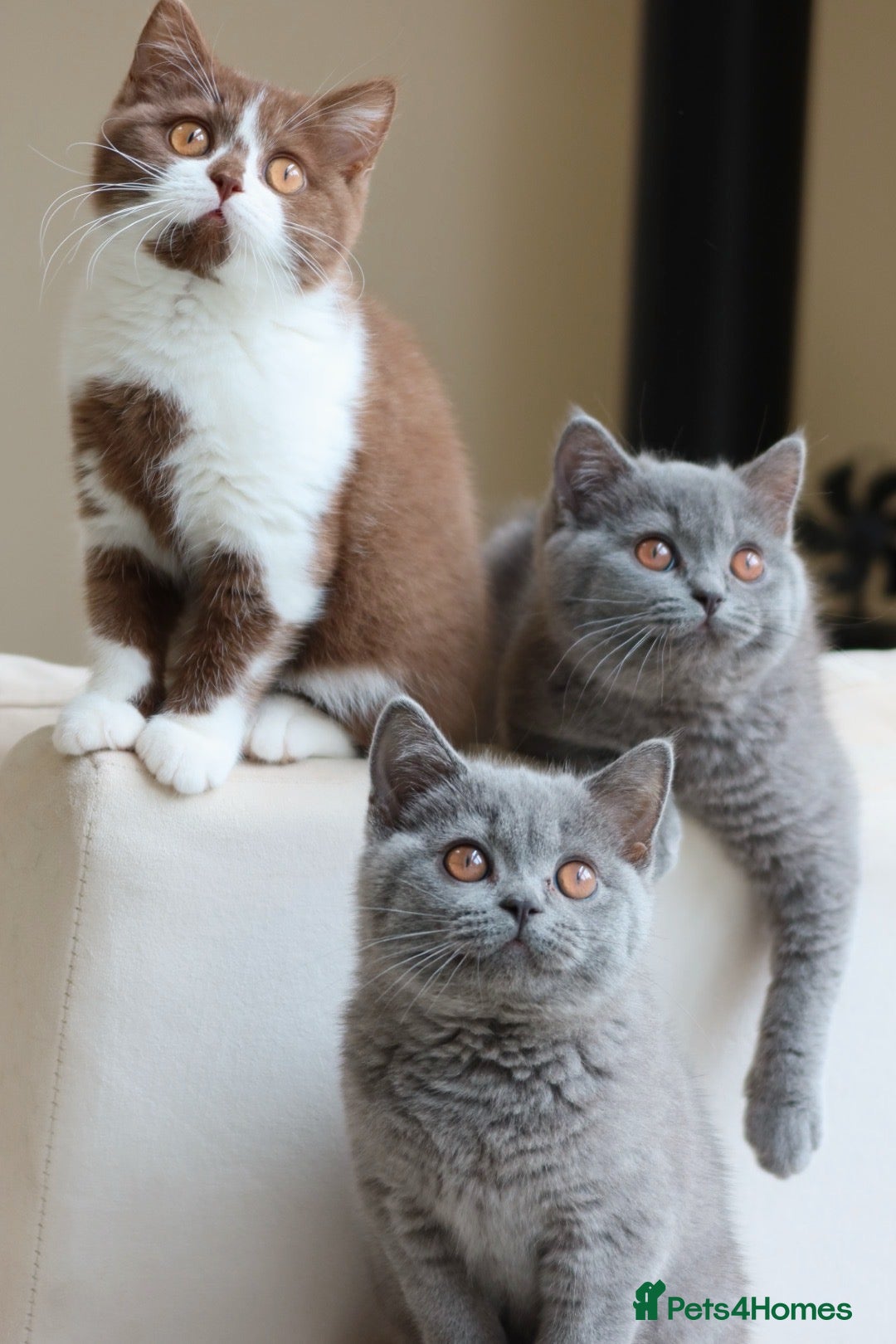 British Shorthair cats Ready now British Shorthair Blue kittens  - Advert 1