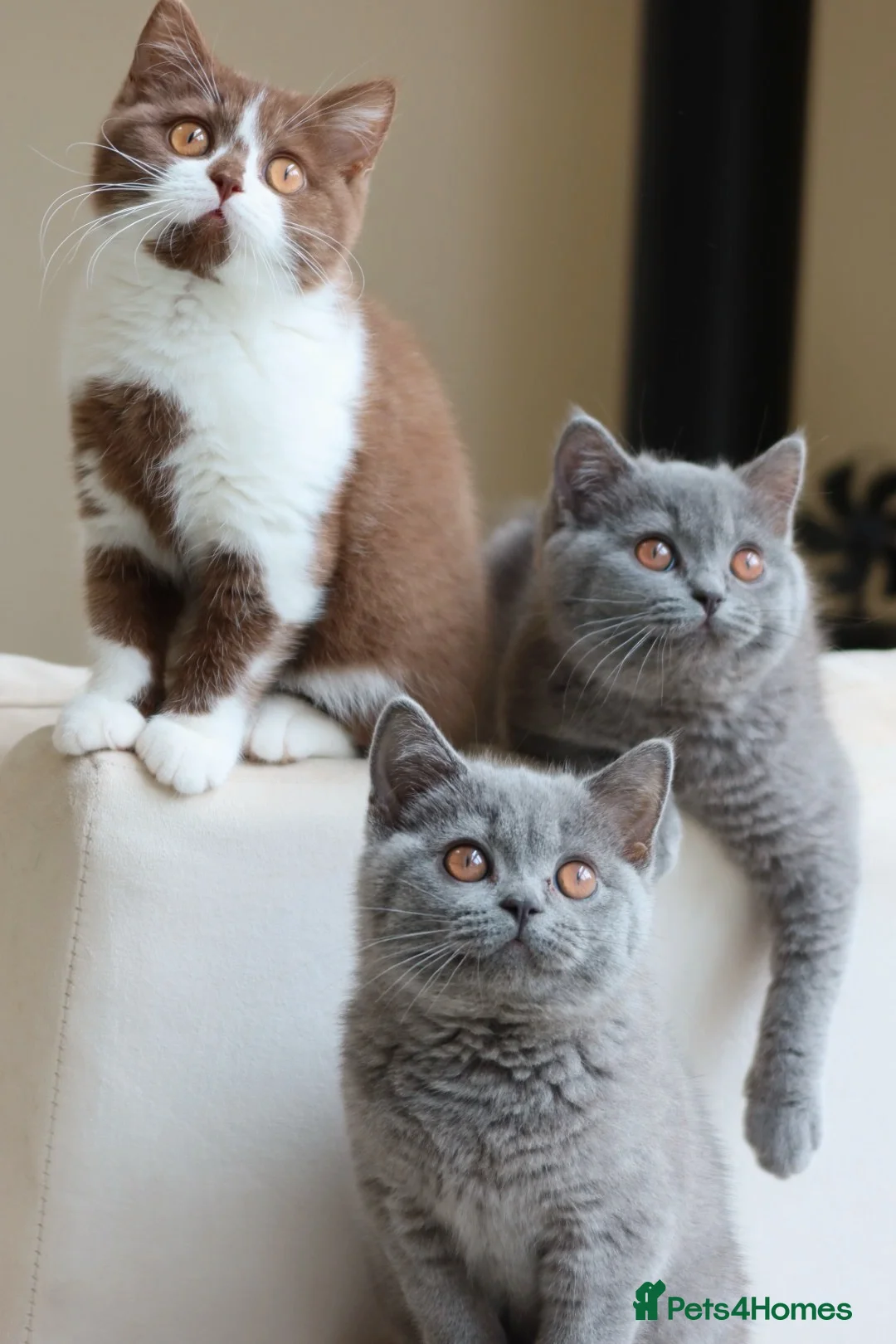 British Shorthair cats for sale: Ready now British Shorthair Blue kittens  - Advert 1