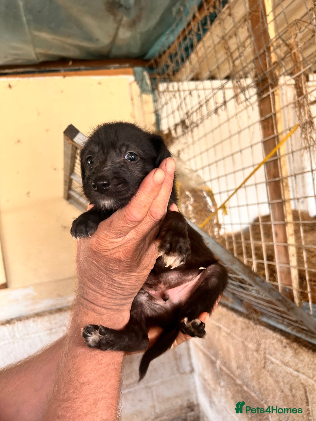 Mixed Breed dogs for sale: 10 Bedlington Whippet Puppies - 6 DOGS 4 BITCHES - Image 6