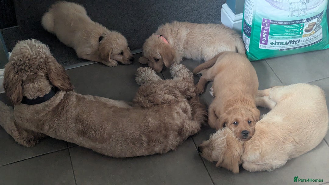 Mini Goldendoodle dogs for stud: Our Fluffy Prince 👑 - Image 8