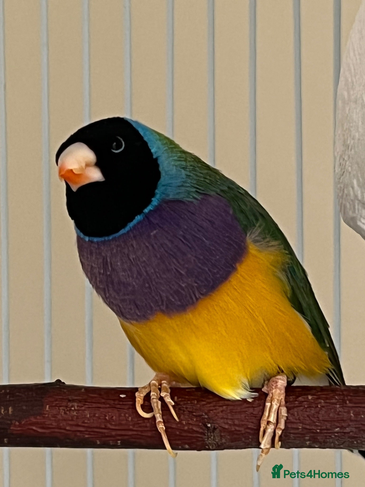 Finches birds Two young Gouldian finches  - Advert 1