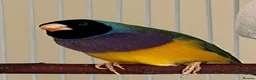 Finches birds for sale: Two young Gouldian finches  in Marlborough - Advert 1