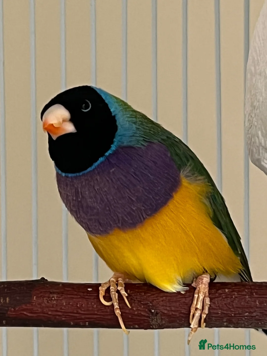 Finches birds for sale: Two young Gouldian finches  in Marlborough - Advert 1