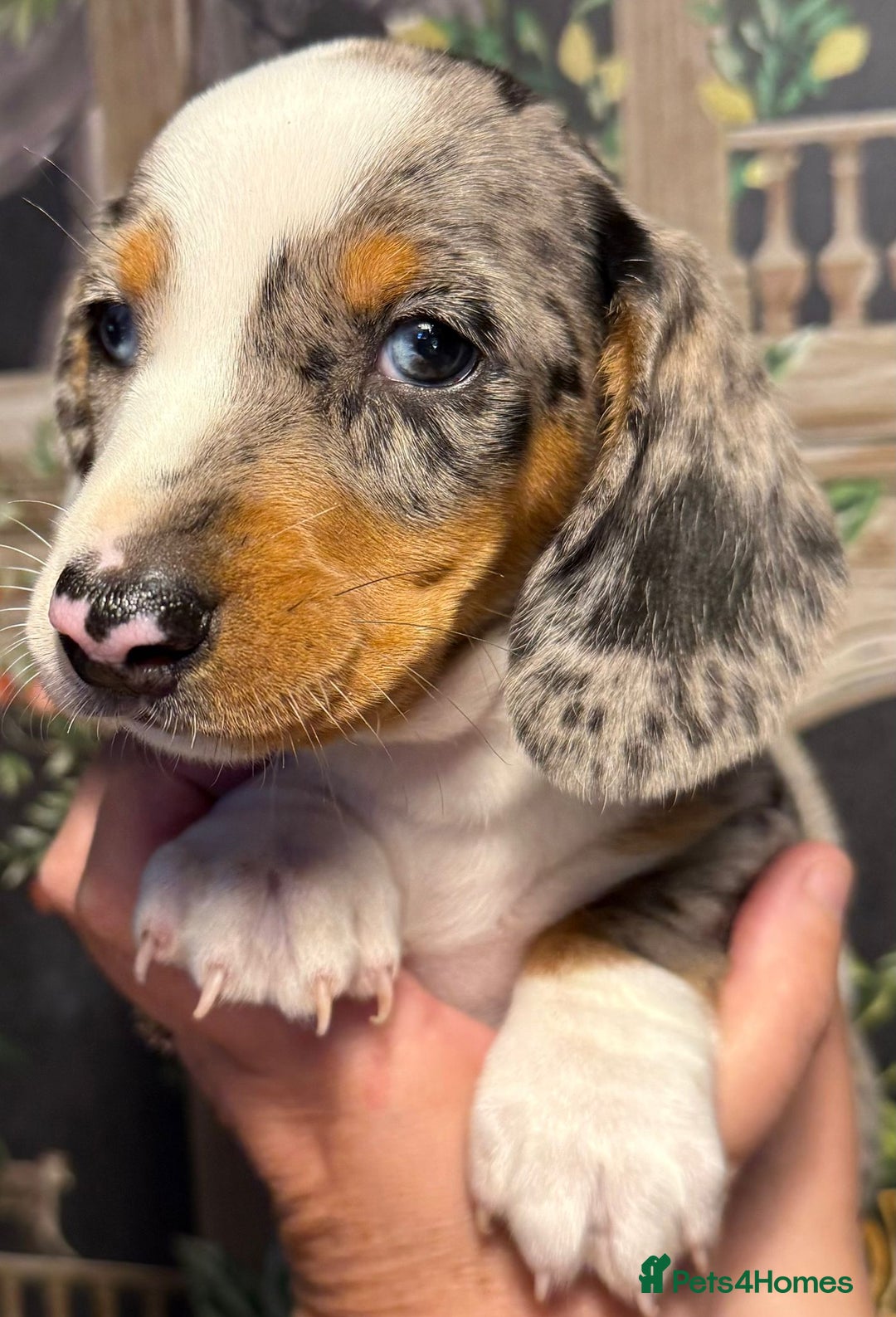 Miniature Dachshund dogs for sale: Stunning Unique Miniature Dachshund Puppies  - Image 14