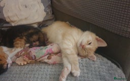 Mixed Breed cats for sale: 5 kittens looking for forever homes. - Image 3