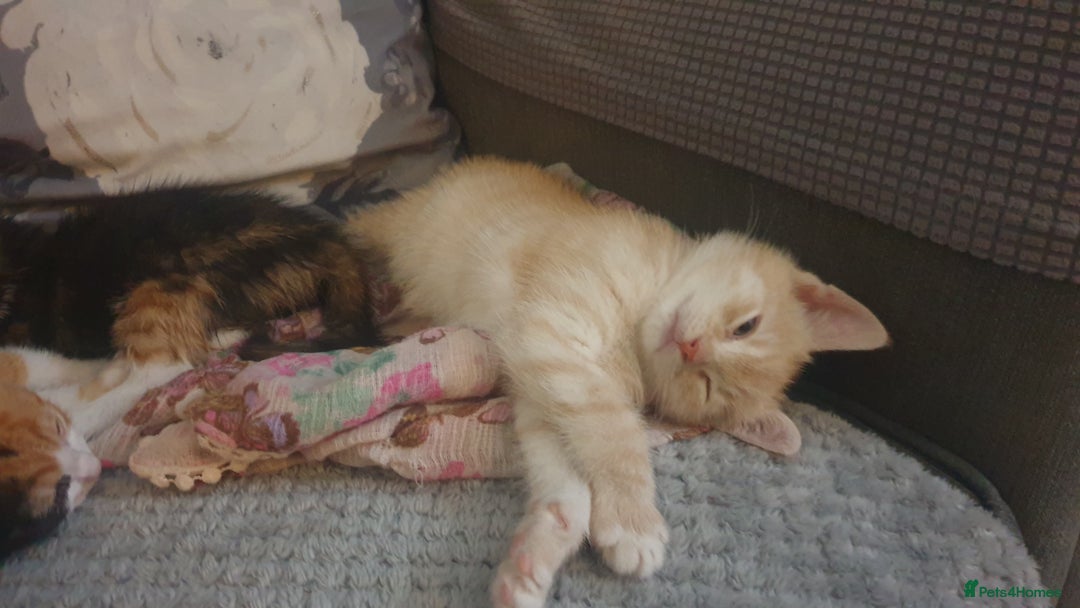 Mixed Breed cats for sale: 5 kittens looking for forever homes. - Image 3