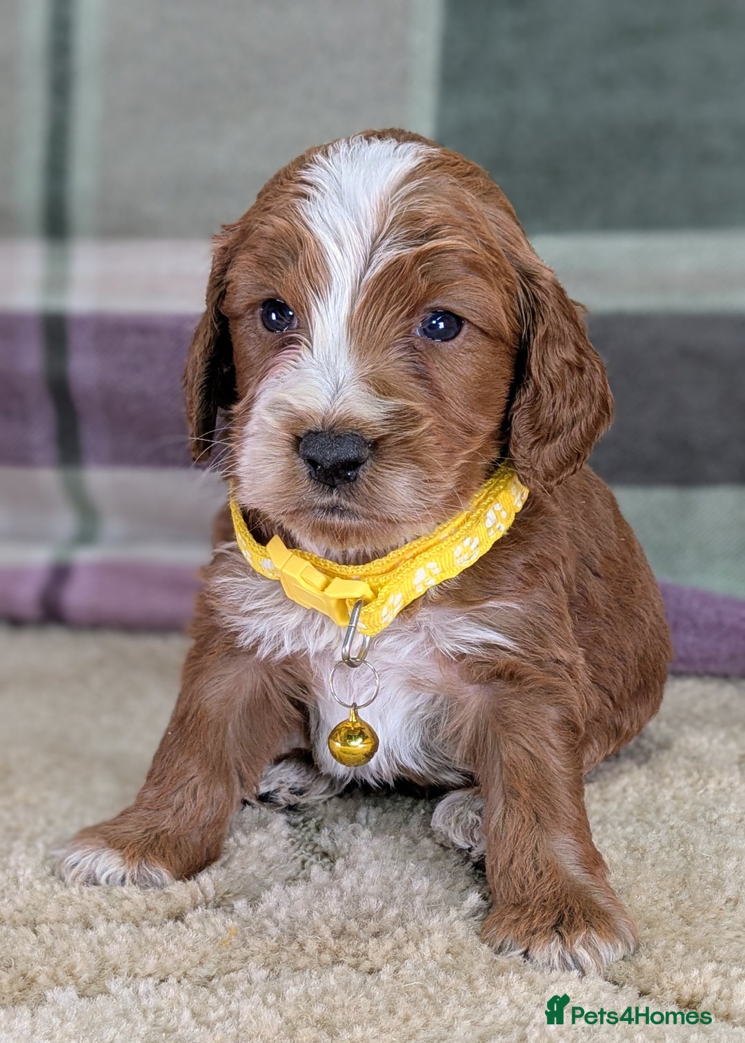 Cockapoo dogs for sale: F1 Cockapoo your Next Furry Family Member Awaits!  - Advert 7