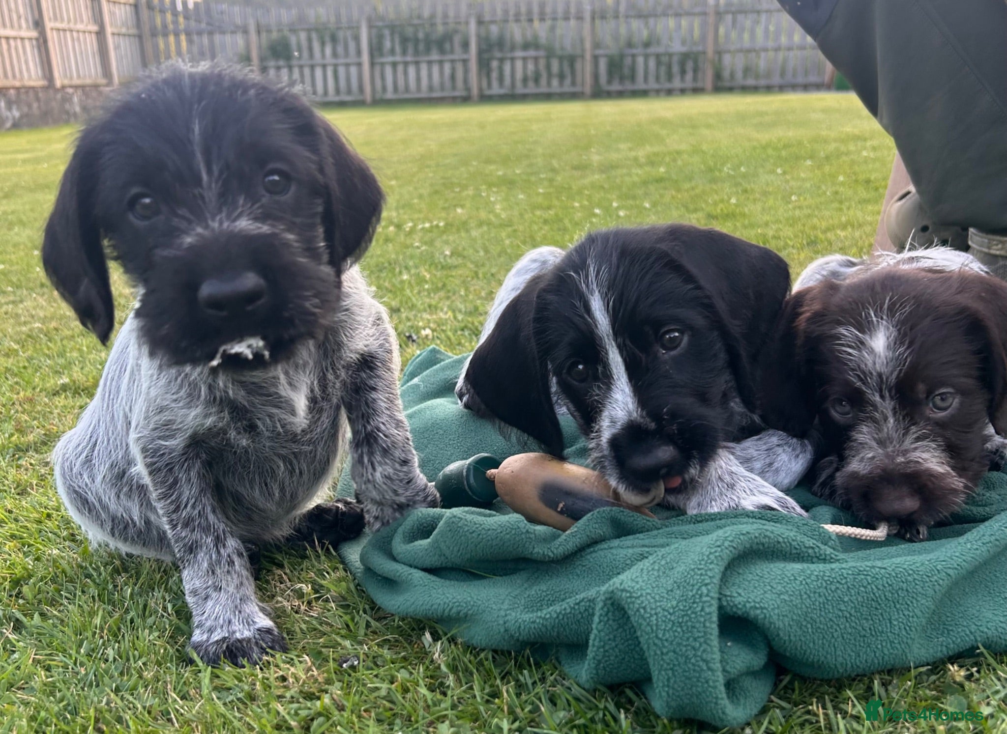German Wirehaired Pointer dogs German Wirehaired Pointer Puppies - Advert 2