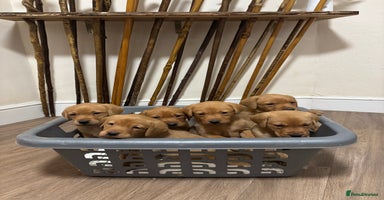 Labrador Retriever dogs Red Labrador pups  - Advert 1