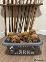 Labrador Retriever dogs Red Labrador pups - Advert 1