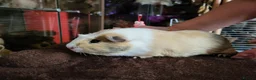 Guinea Pig rodents for sale: Guinea Pig Free to Good Home - Advert 3