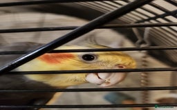 Cockatiels birds for sale: Breeding pair Cockatiels  - Image 3